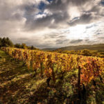 vignoble bourgogne hautes cotes de beaune en cuillery